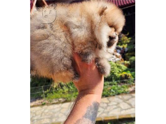 Κορυφαία κουτάβια Pomeranian